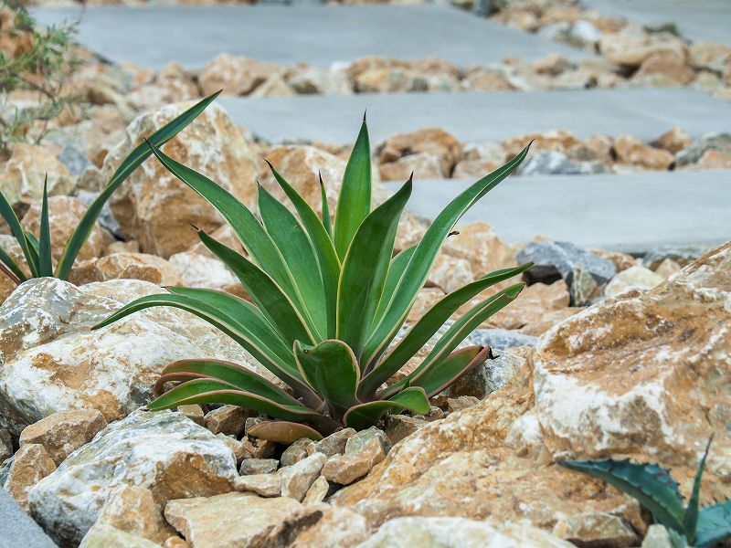 ドライガーデンイメージ05